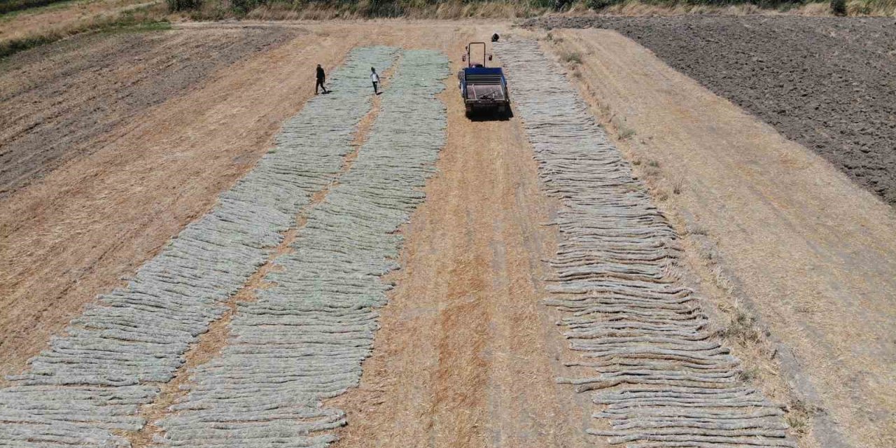 ’El Nino’ sıcağında zorlu tütün kurutma mesaisi
