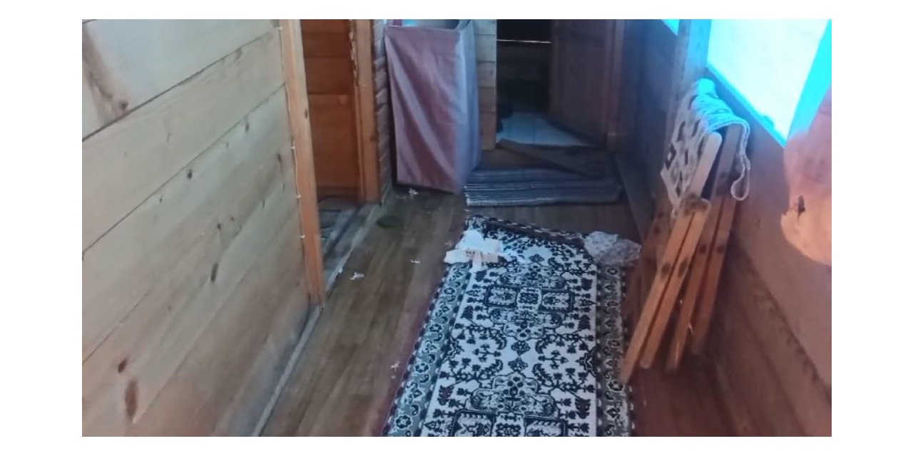 Artvin’de aç kalan ayılar yayla evlerini talan etti