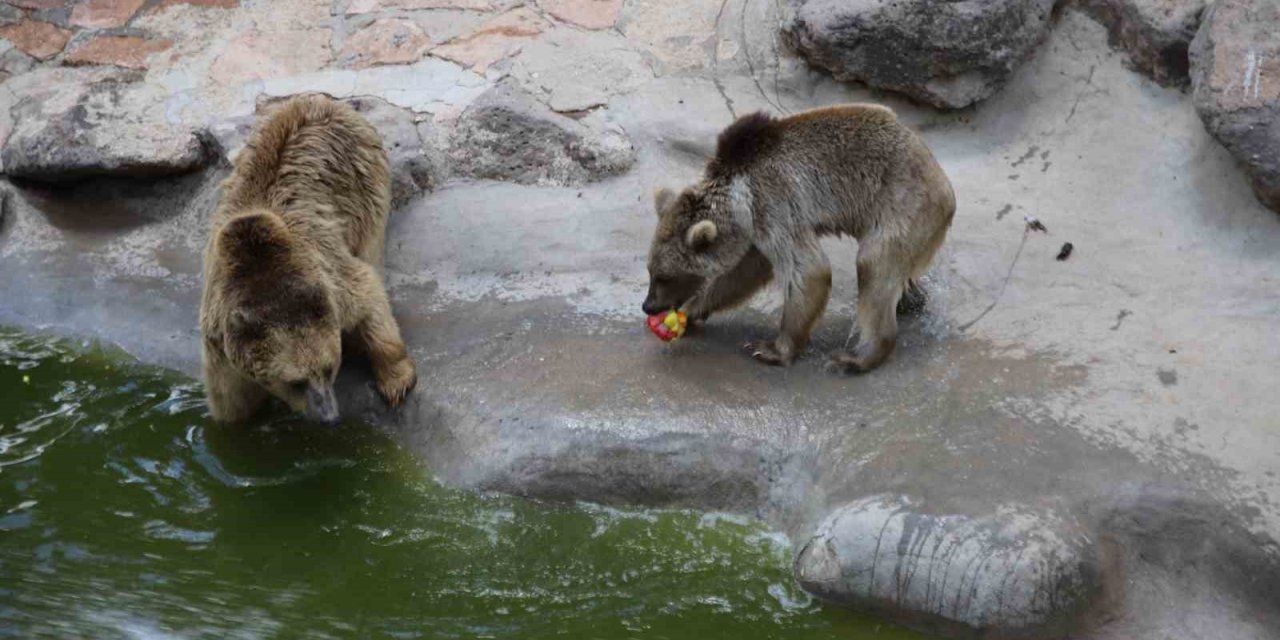 45 derece sıcaklıkta hayvanlar buzlu kokteylle serinledi