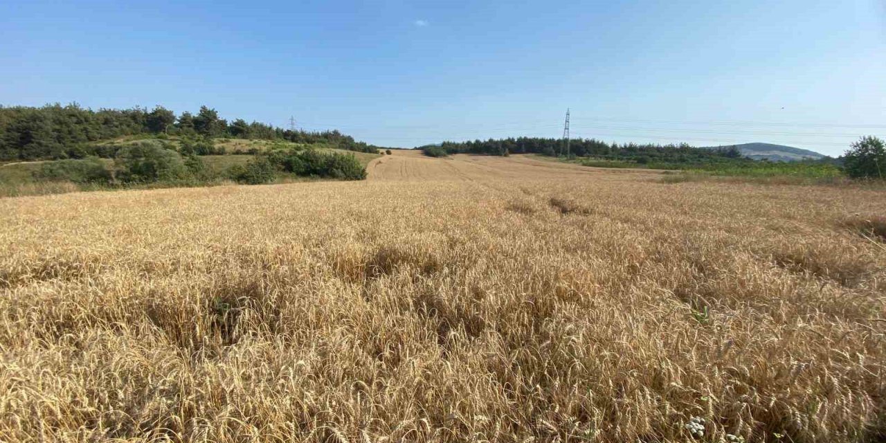 Kestel Belediyesi, Türkiye’nin en ucuz ekmeği için hasada başlıyor