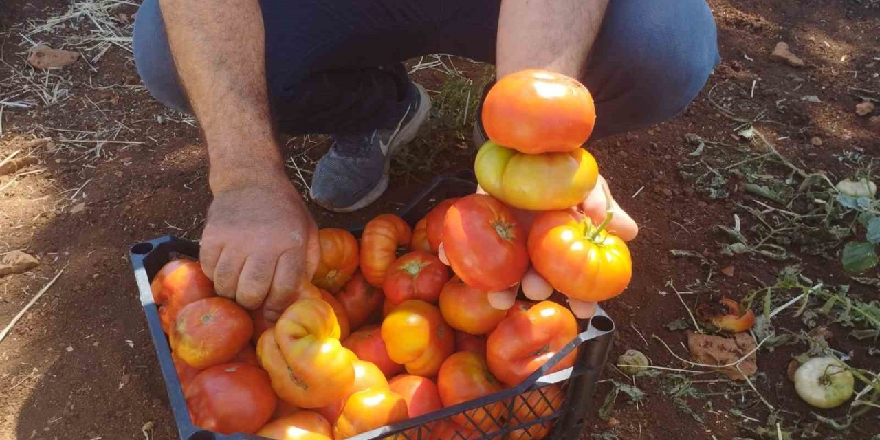 Dönüm başı 30 ton ürün alan üretici yerli domatesi 10 liradan satıyor