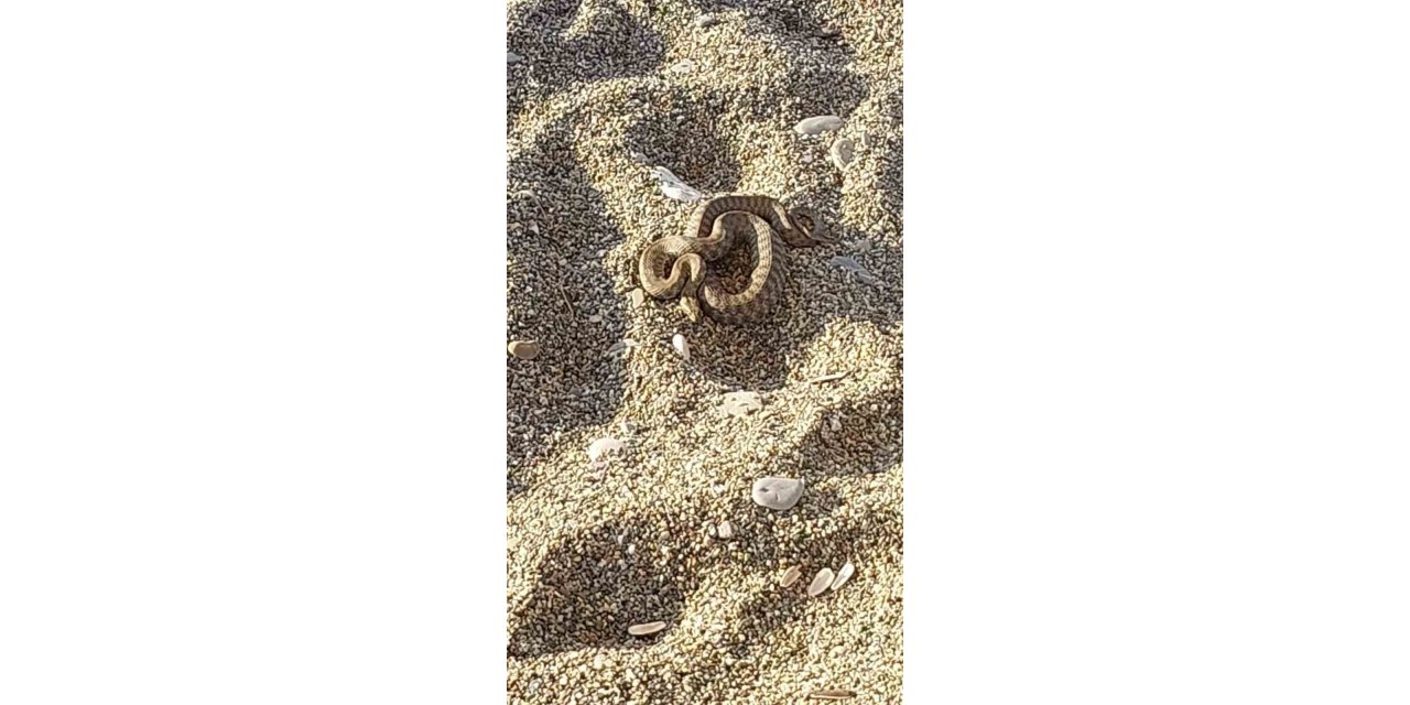 Filyos sahilinde çıkan yılan korkuttu