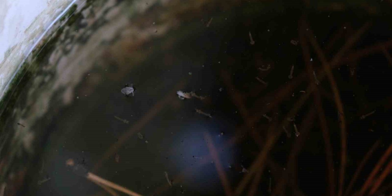 Artan sivrisinek popülasyonu hastanelere başvuruları artırdı