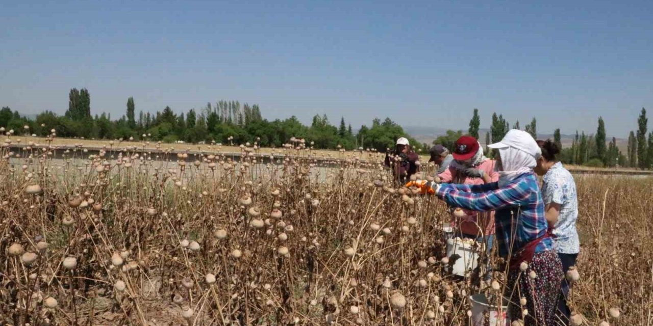 Afyonkarahisar’da haşhaş hasadı devam ediyor
