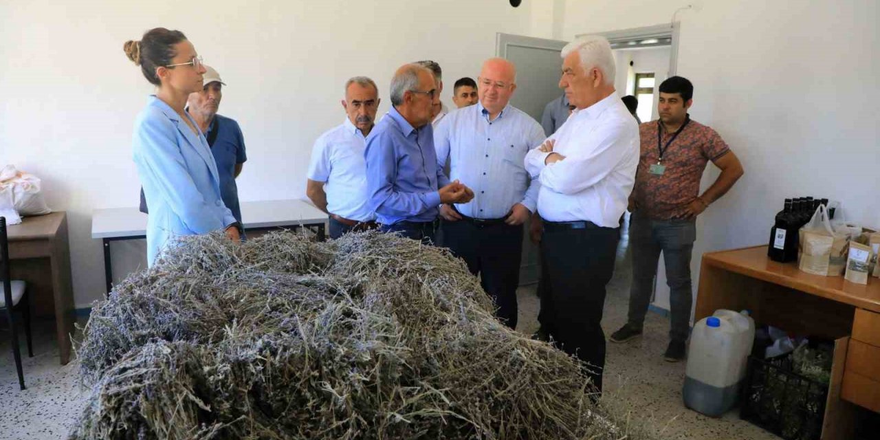 Büyükşehir desteği ile 212 dekar arazi Lavanta ile buluştu