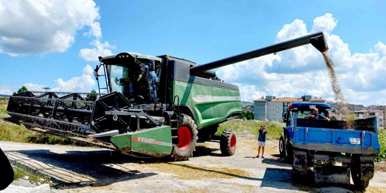 Kavak’ta buğday hasadı