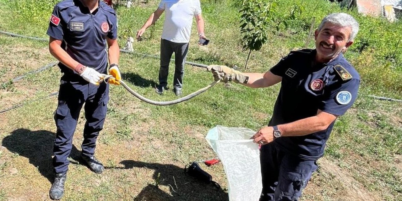 Zehirli yılanı eliyle yakalayıp pet şişeye böyle koydu