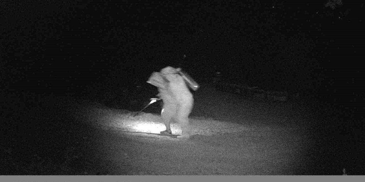 Binlerce arı telef oldu, gerçek güvenlik kamerası görüntülerinde ortaya çıktı