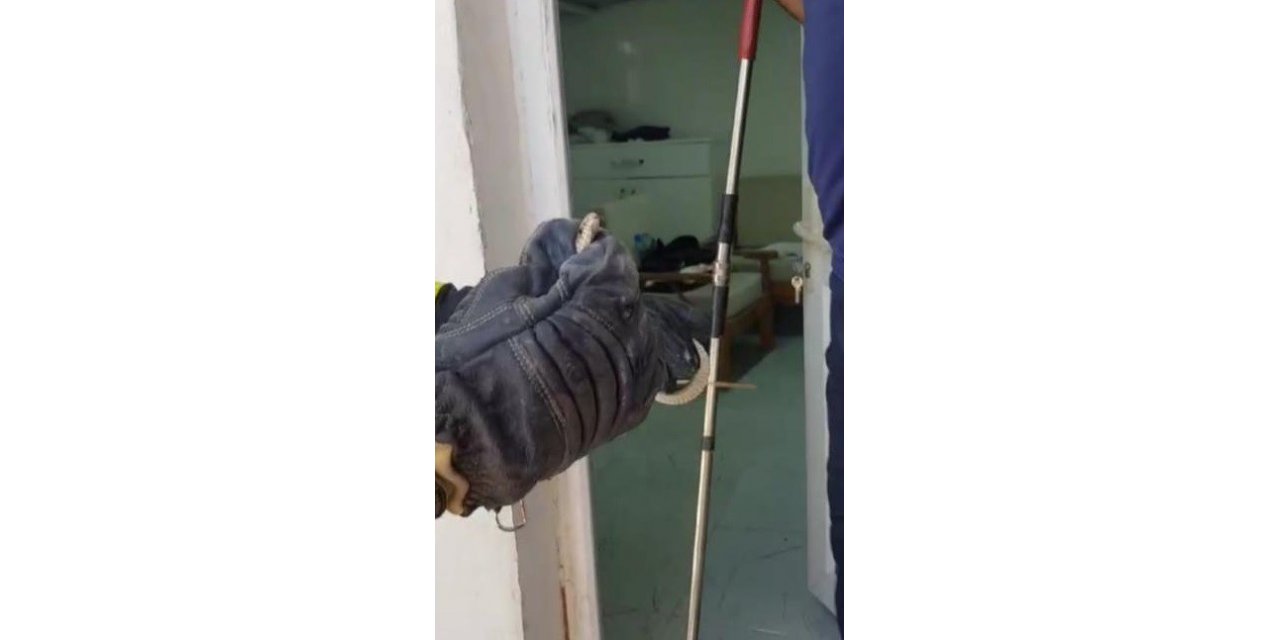 Eve giren yılan doğal yaşam alanına bırakıldı