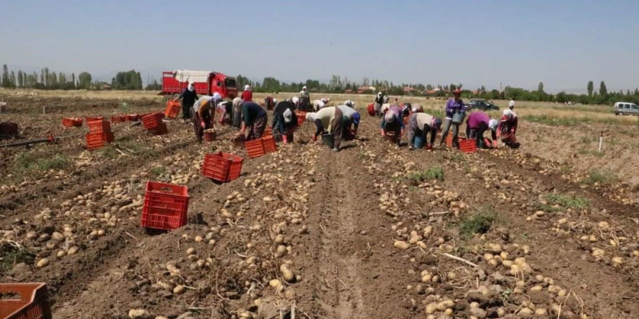 Hasadı başlayan patatesin kilogram fiyatı 9-11 lira arasında satılıyor