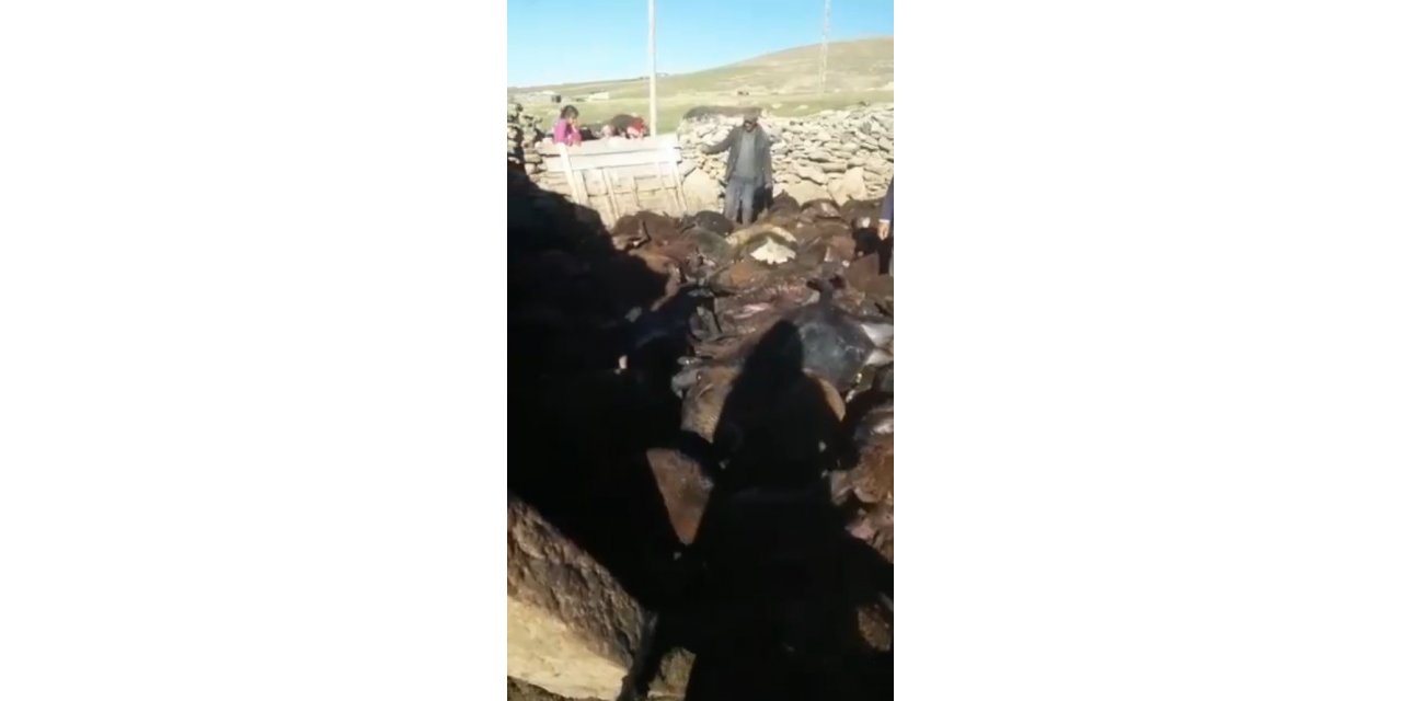 Kağızman’da kurt dehşeti