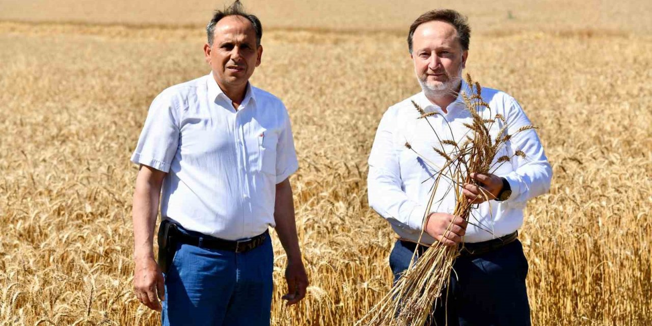 Karesi Belediyesi’nin buğdayları hasat ediliyor
