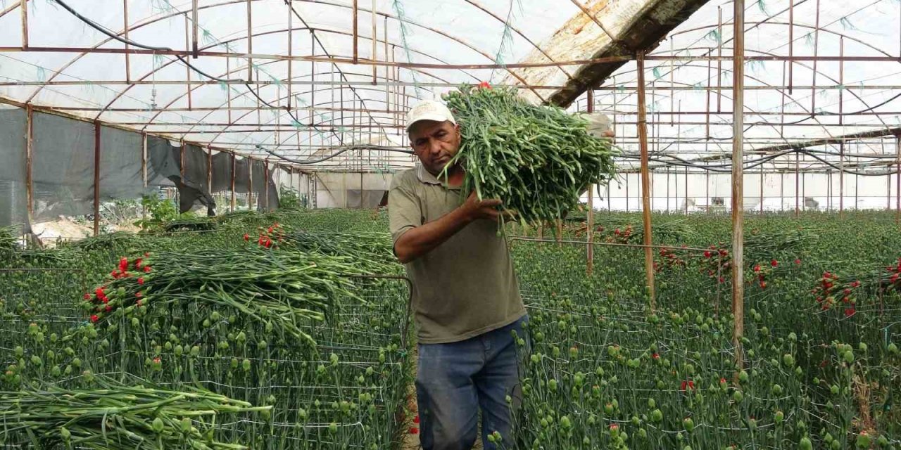 Isparta’nın karanfilleri Avrupa’yı renklendiriyor