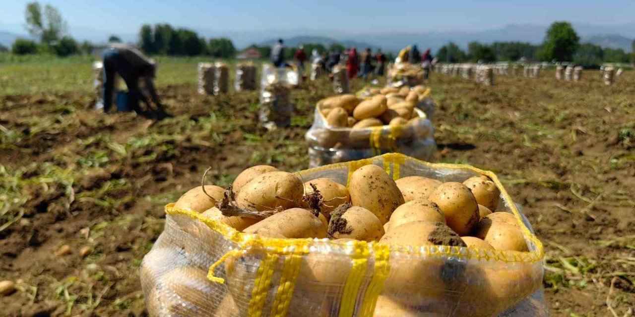 Sarı altın hasadı başladı; tarlada 13 liradan satılıyor