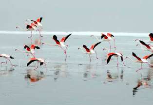 Flamingolar, İvriz Barajı'na akın etti