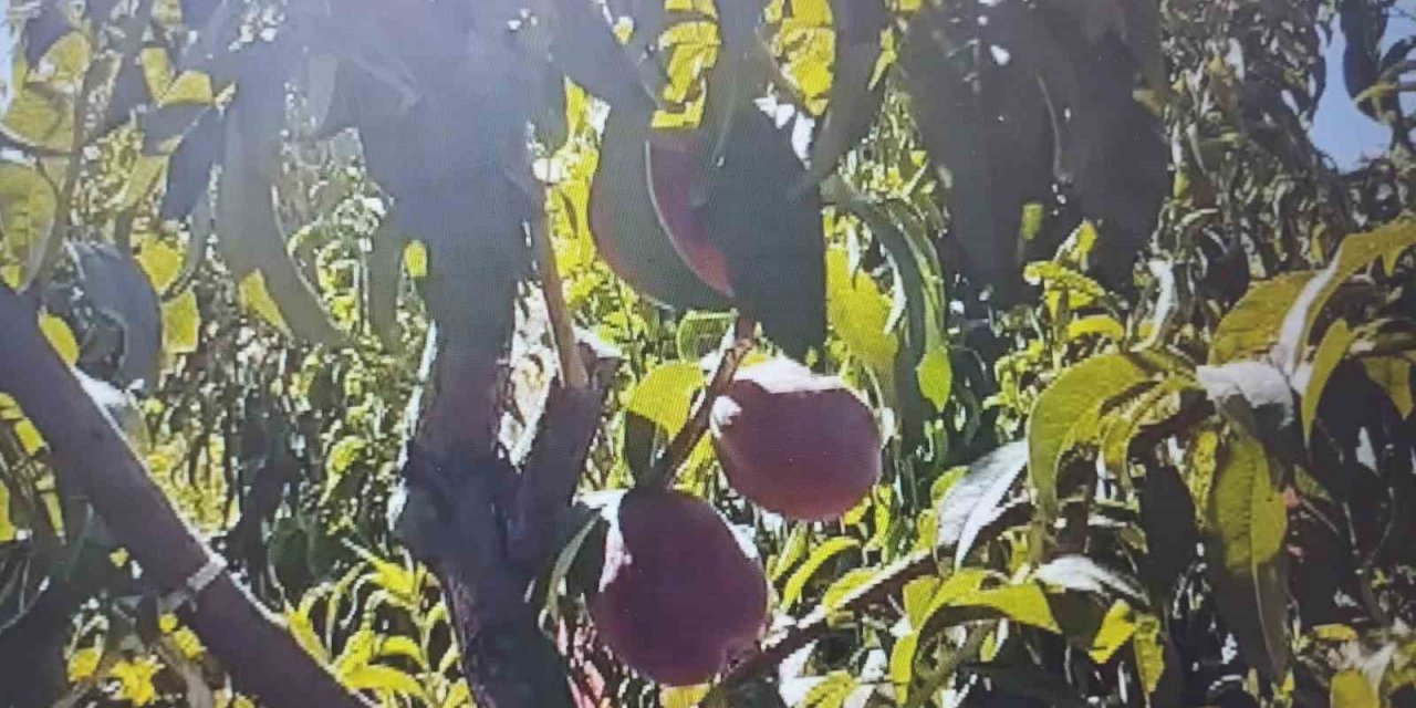 Mardin’de şeftali hasadı başladı: 40 ton rekolte bekleniyor