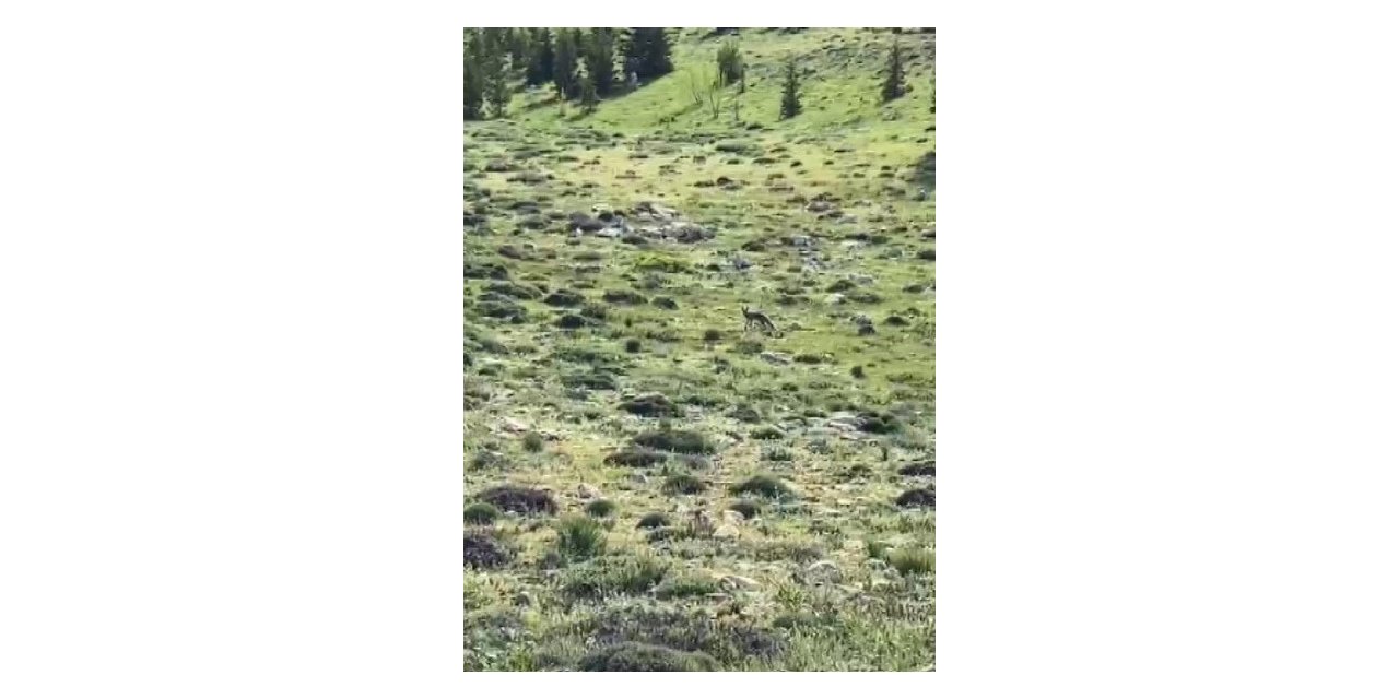 Tilkinin yiyecek arayışı