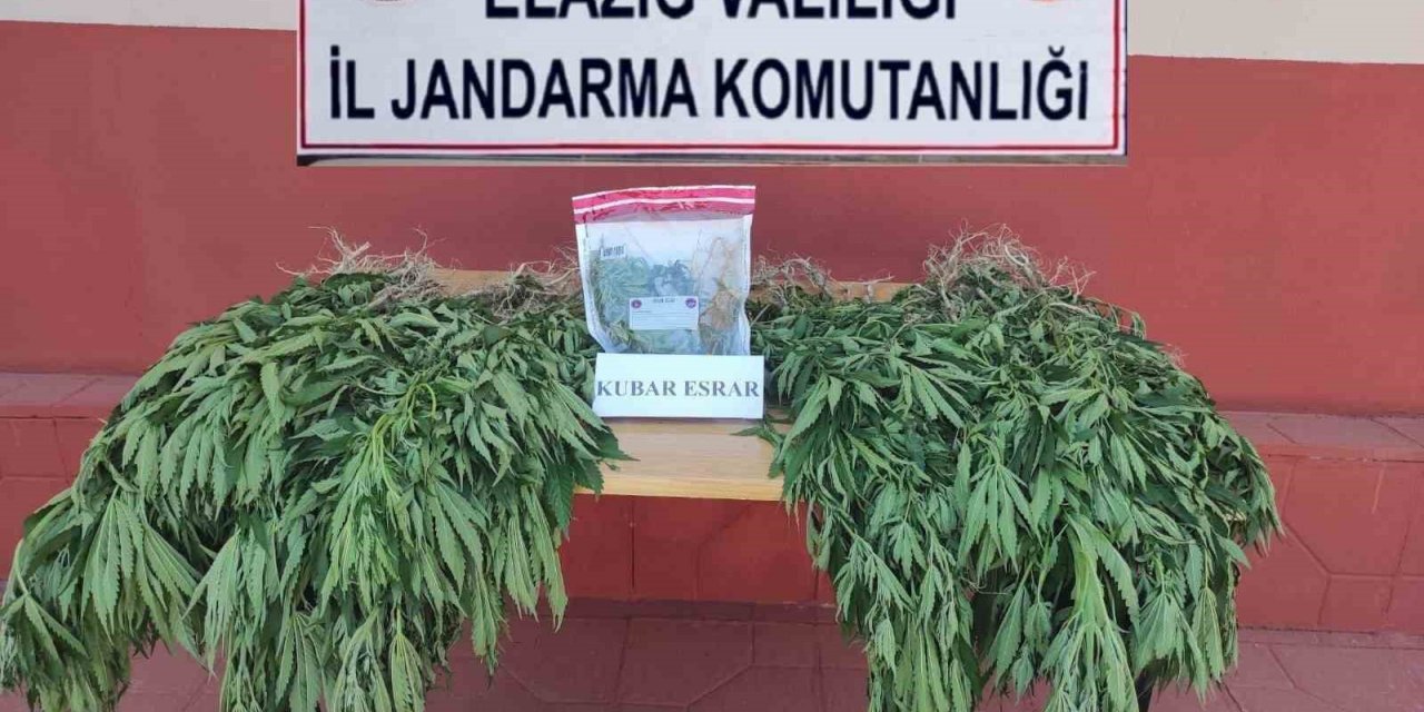 Elazığ’da 462 kök kenevir bitkisi ele geçirildi