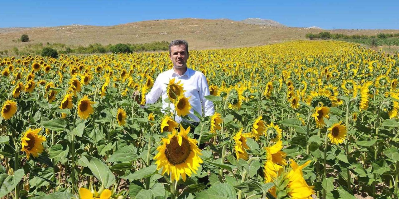 Yağlık ayçiçek Afyonkarahisar’da yaygınlaştırılıyor