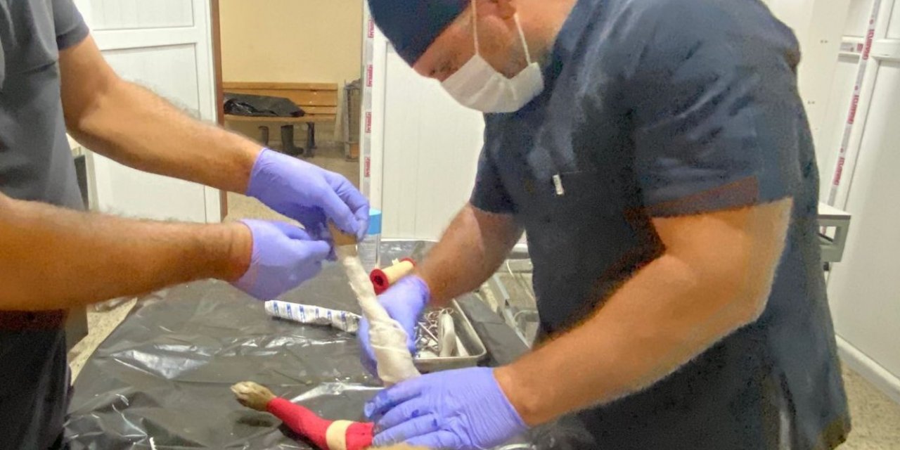 Aracın çarptığı yavru köpek için zamanla yarış