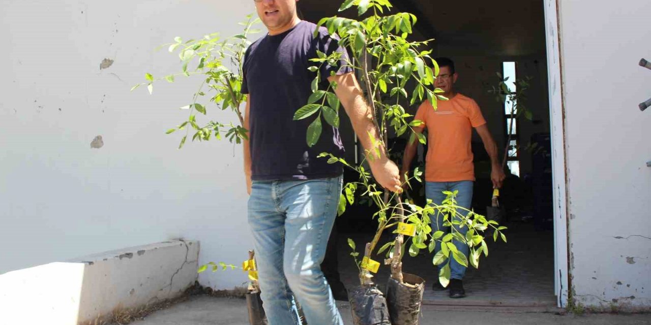 Büyükşehir Belediyesi 10 bin adet ceviz ve zeytin fidanı hibe etti