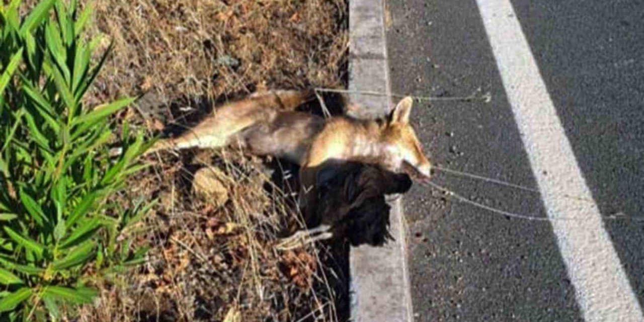 Çaldığı tavuğu yiyemeden araba çarptı