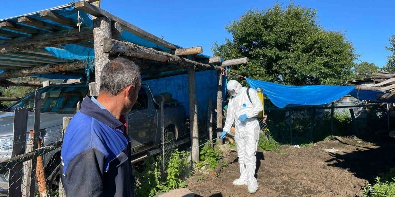 Artvin’de şap hastalığı nedeniyle 4 ilçede canlı hayvan ticaretine kısıtlama geldi