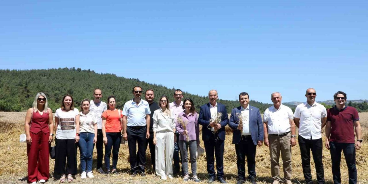 Mudanya’da buğday hasadı zamanı