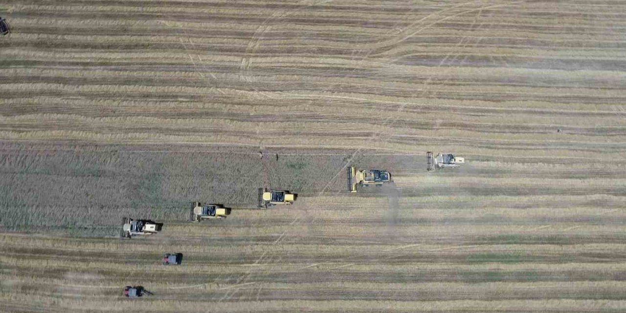 Gökhöyük’te buğday hasadı bereketli başladı: 5 bin ton üretim bekleniyor