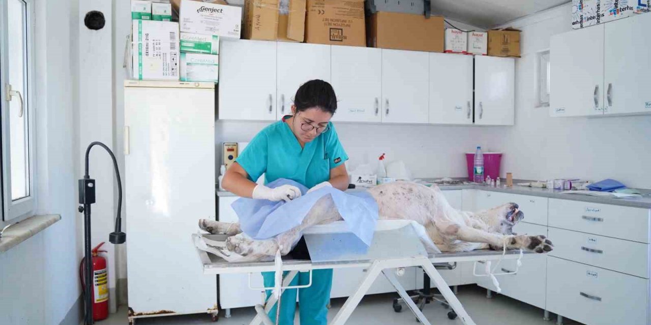 Ayvalık Belediyesi sokaktaki can dostların da yanında