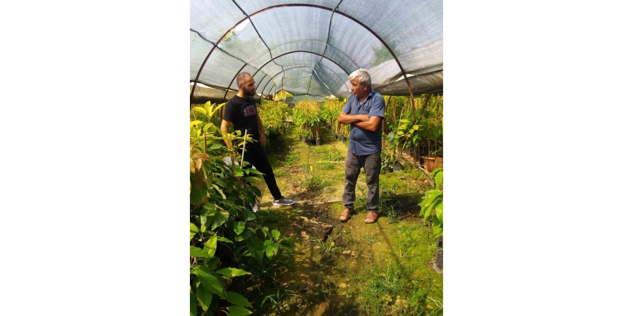 Gazipaşa İlçe Tarım fide ve fidan denetimi yaptı