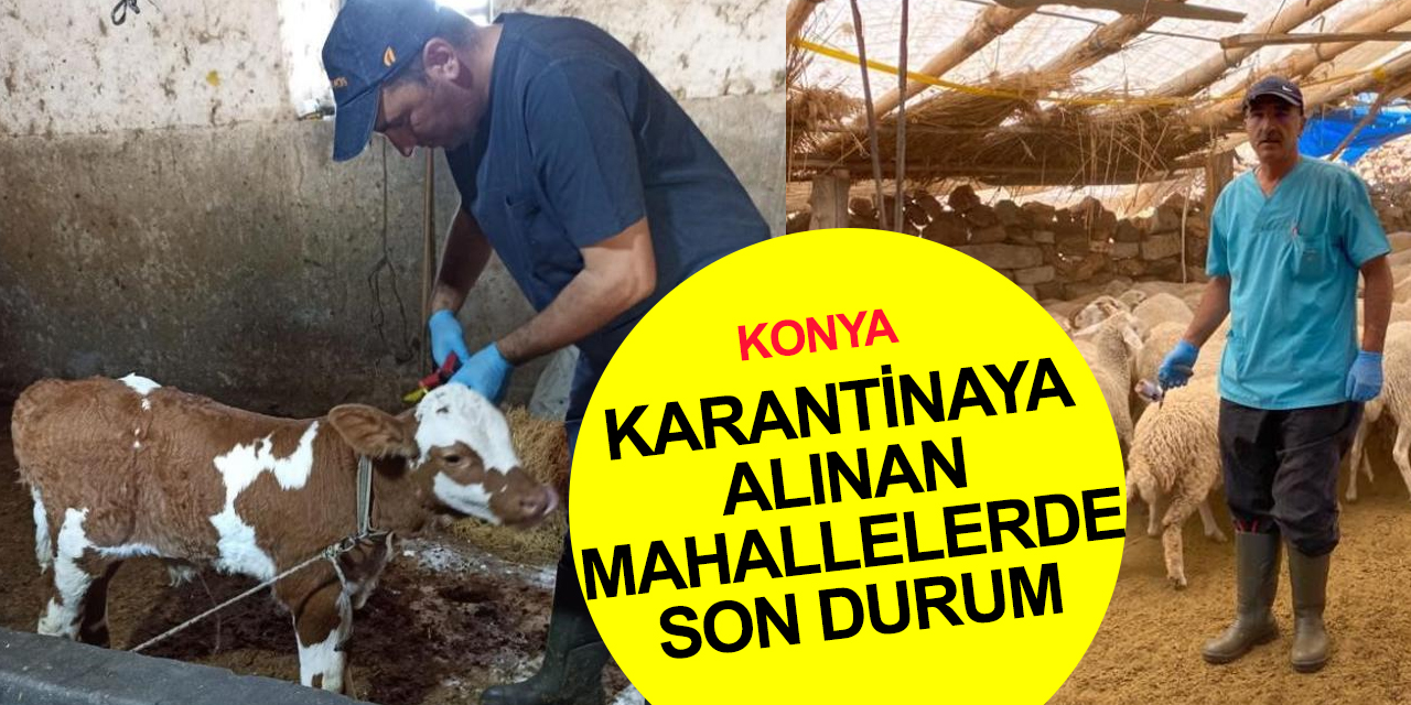 Konya'da şap karantinasına alınan mahallelerde aşılama tamamlandı