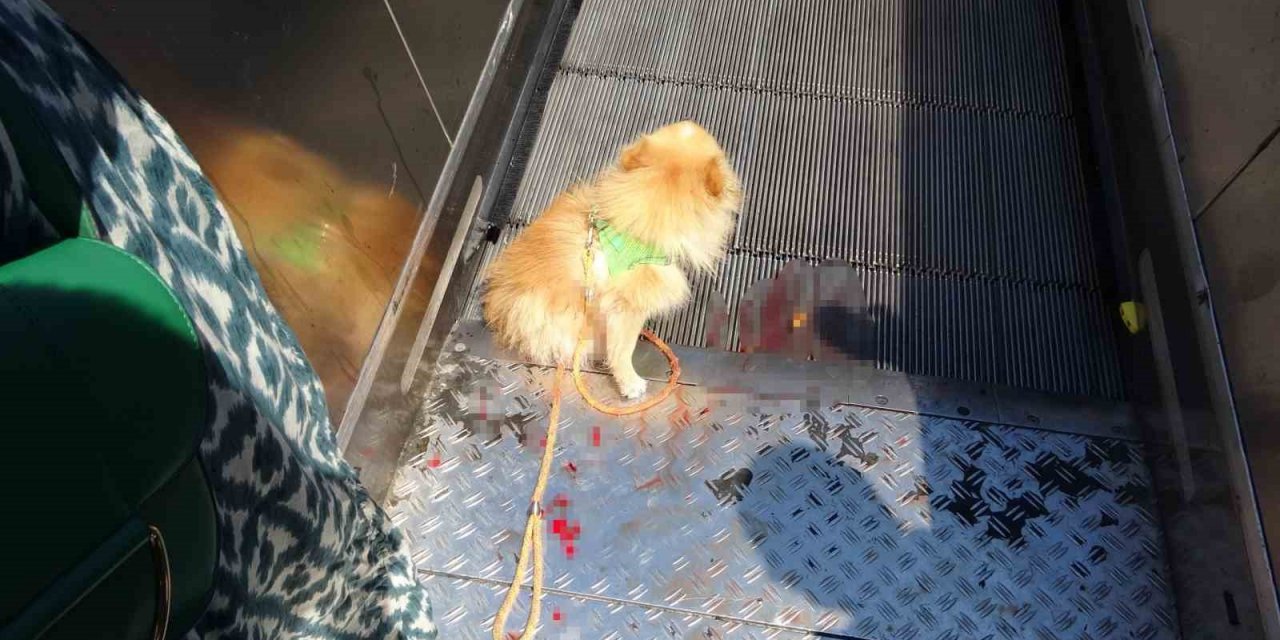 Taksim’de köpek yürüyen merdivene sıkıştı