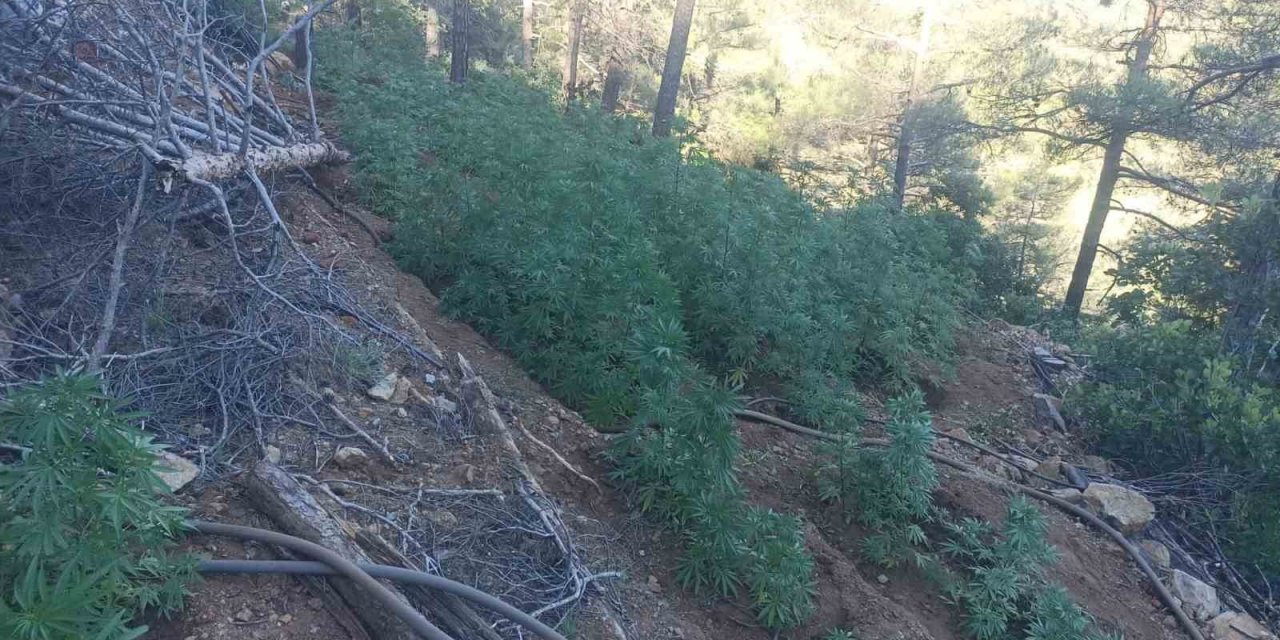 Ormana uyuşturucu ekmişler, polis tespit edip imha etti