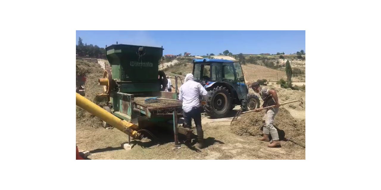 Denizli kekiğinde hasat sürüyor