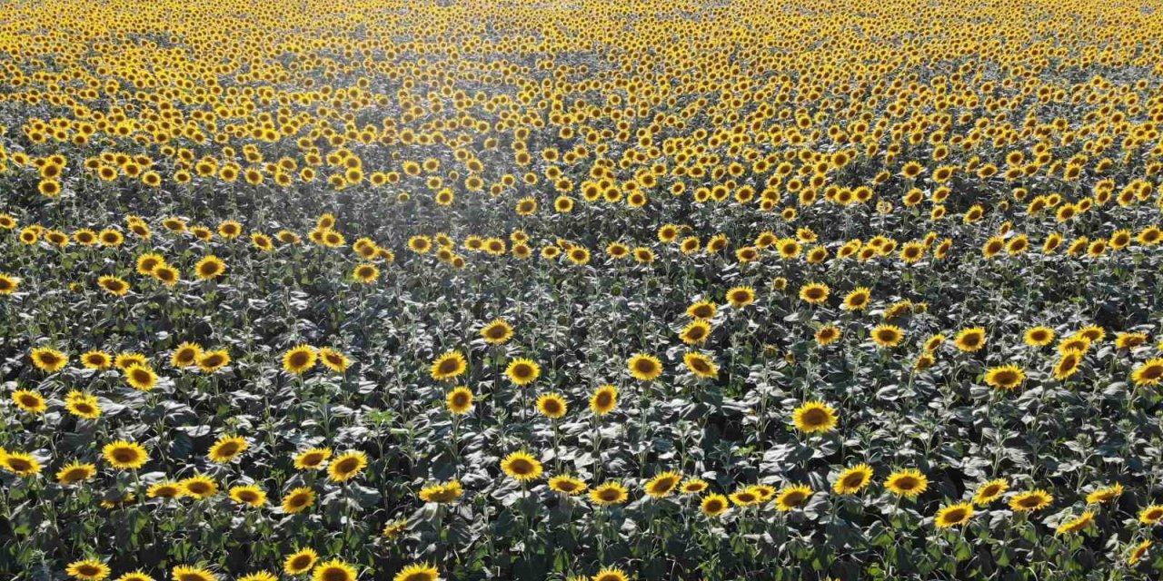 Edirne’de ayçiçeğinde yüksek rekolte bekleniyor