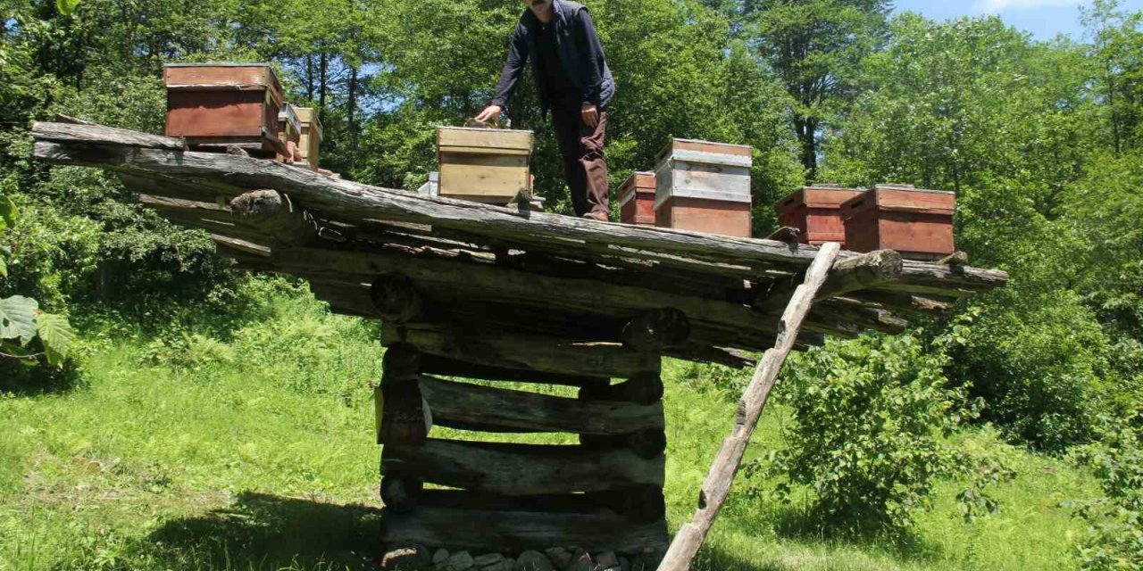 Giresun’da yüzyıllık arı çardakları tescillendi