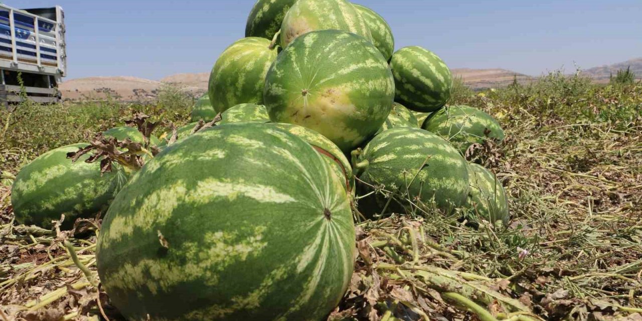 Diyarbakır’da karpuz hasadı başladı