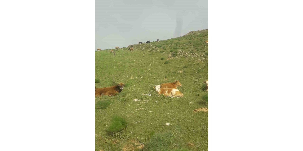 Gevaş’ta 15 büyükbaş hayvan kayboldu