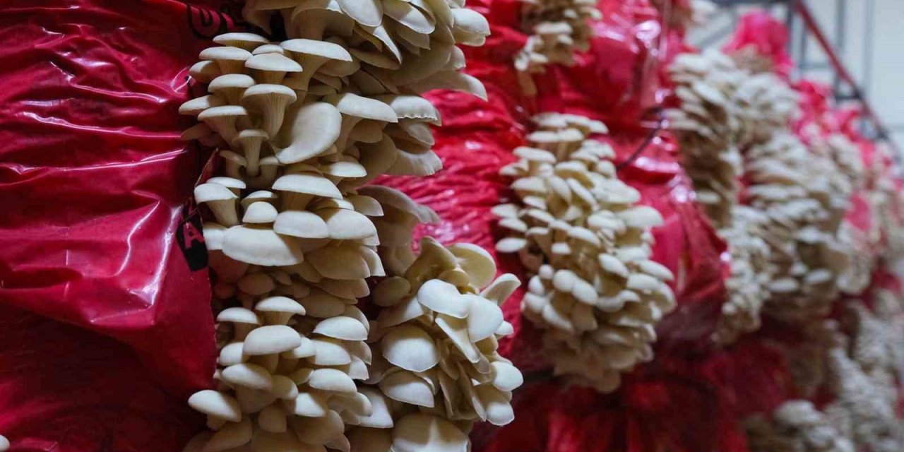 İstiridye mantarı büyükşehir eliyle sofraya geliyor