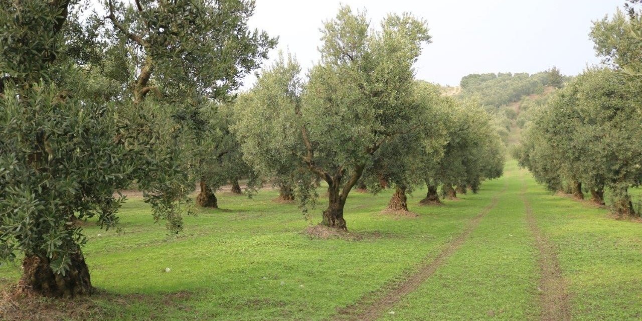 Dökme ve varil zeytinyağı ihracatına fon kesintisi