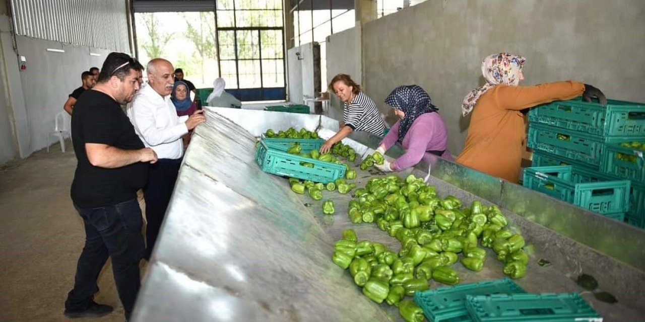 Yenişehir biberi yeni yatırımlarla dünyaya pazarlanıyor