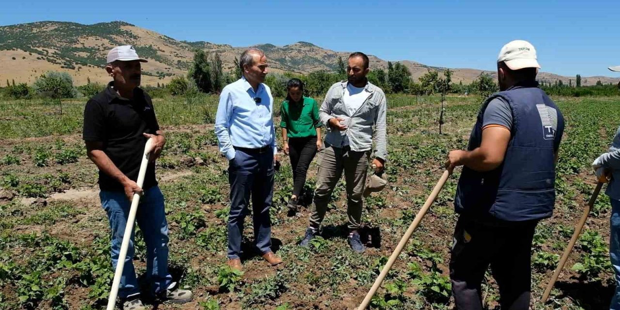 Arguvan’da ilk kez kuru fasulye ekildi