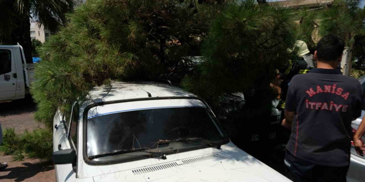 Devrilen ağaç 2 araca hasar verdi