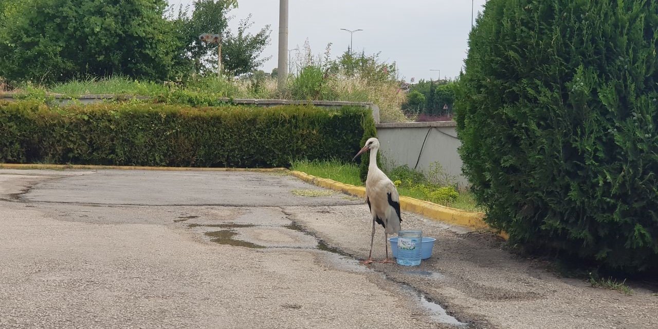 Yaralı Leylek tedavisinin yapıldığı Tarım Müdürlüğü bahçesinden ayrılmıyor