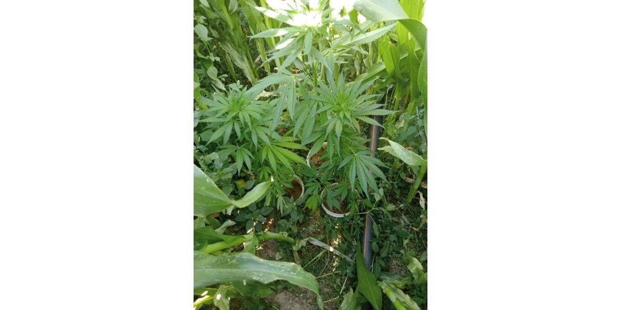 Uşak’ta 87 kök Hint keneviri ele geçirildi