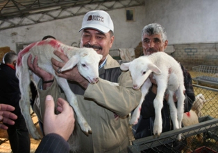 İkiz kuzuları 3 gün arayla doğurdu