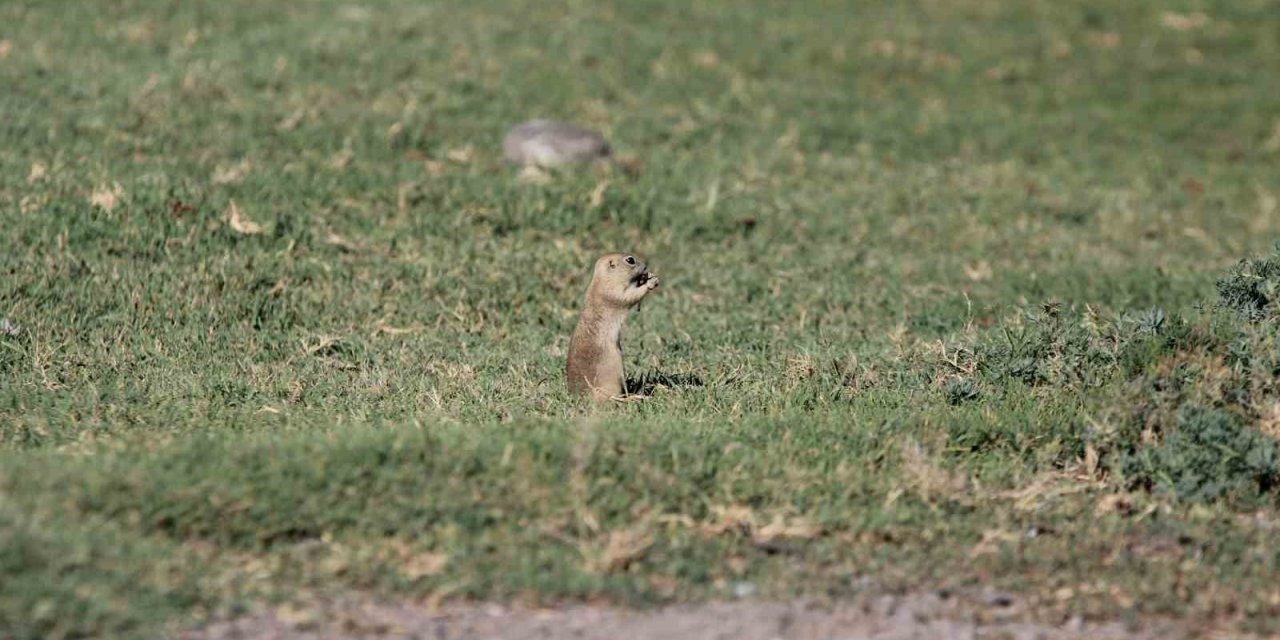 Havalar ısındı sincaplar ortaya çıktı