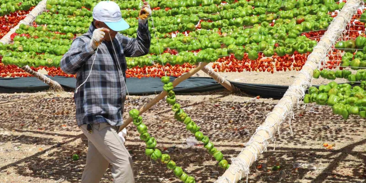 Yılın ilk kurutmalıkları güneşe bırakıldı