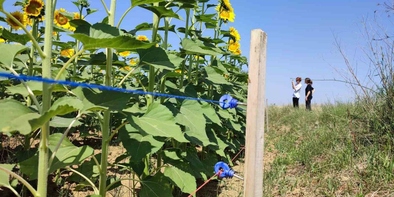 Keşan’da ayçiçeği üreticisi domuz zararına karşı mücadele ediyor